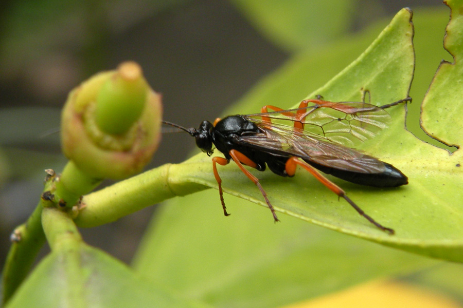 Ichneumonidae indet